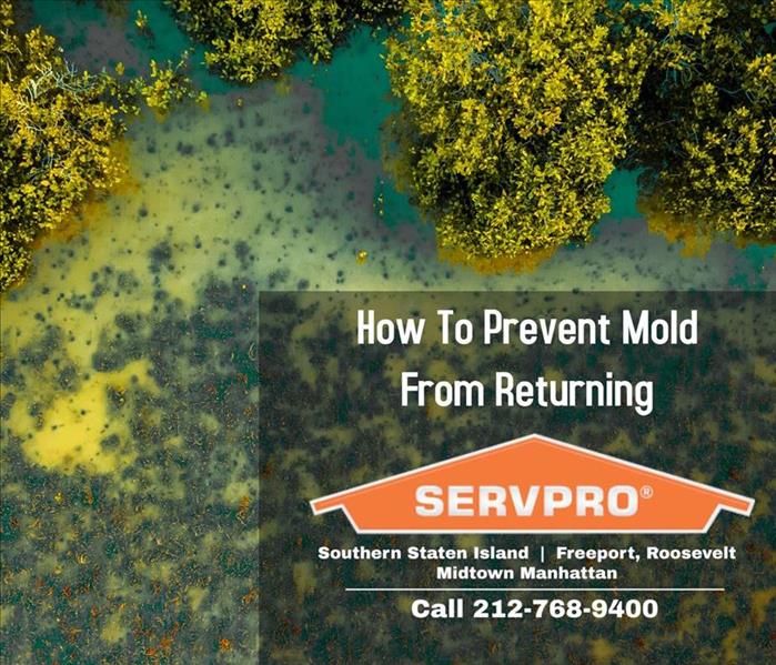 mold growth and company information